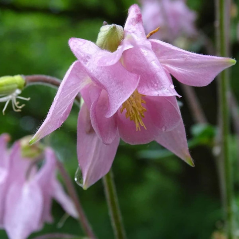 Orlik pospolity mieszanka kolorów i form (C2)