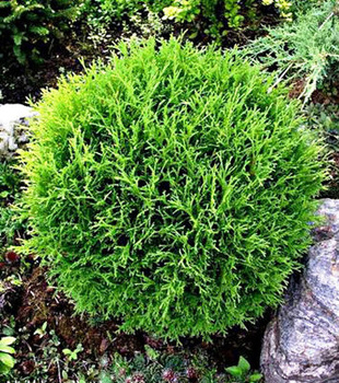 Thuja Tuja Żywotnik zachodni Hoserii kuleczka (C2)