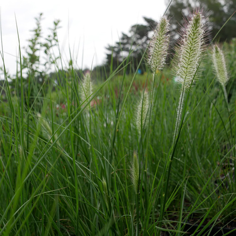 Rozplenica japońska Piórkówka Hameln (C2)
