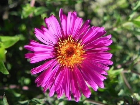 Aster nowoangielski Septemberrubin (P9)