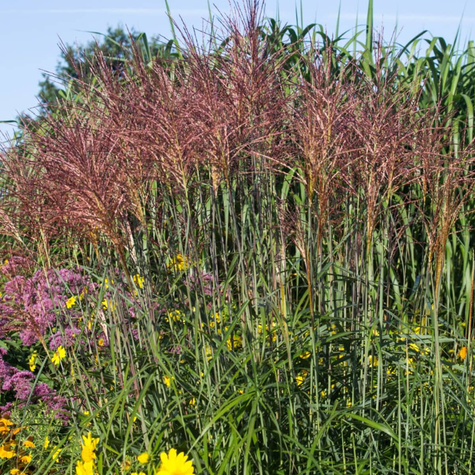 Miscanthus sinensis Miskant chiński 'Kupferberg'