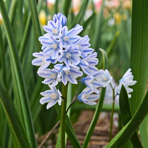 Puszkinia Cebulicowata