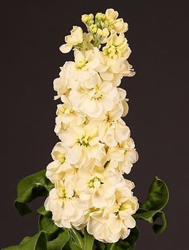 Lewkonia letnia kremowożółta 0,5g