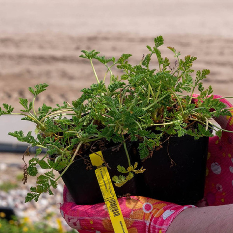 Iglica plamista (C2)