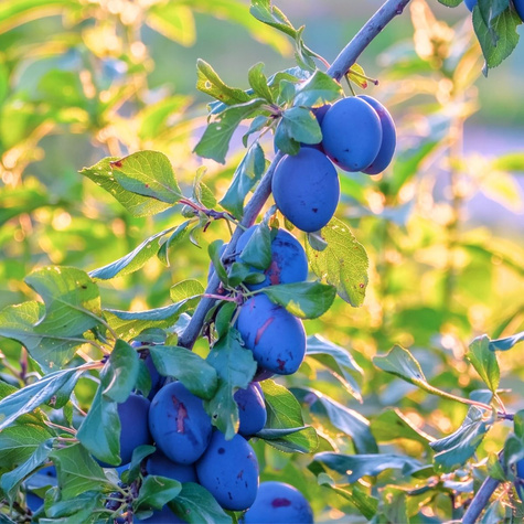 Śliwa Węgierka Wczesna Plant Pack 