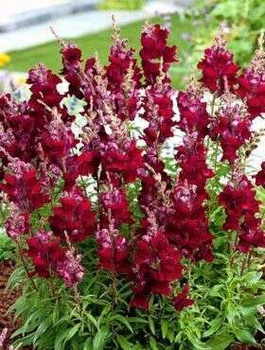 Lwia Paszcza karłowa Aramis czerwona Wyżlin 0,5 g