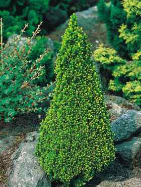 Świerk biały 'Piccolo'