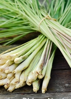 Trawa cytrynowa 0,1 g