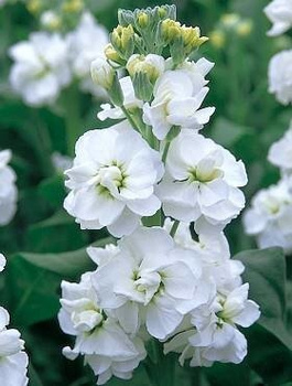 Lewkonia letnia biała 0,5 g