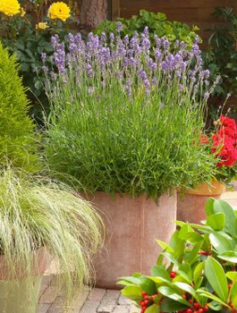 Zestaw Lawenda wąskolistna lekarska Munstead 6 szt