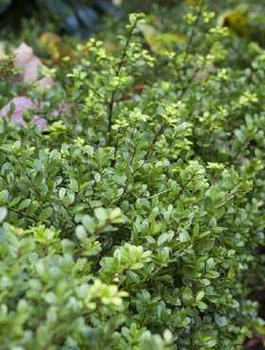 Ostrokrzew bukszpanowy karbowanolistny Green Glory (C2)