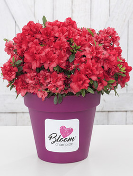 Mini Azalia BloomChampion Czerwona powtarzająca kwitnienie (C2)