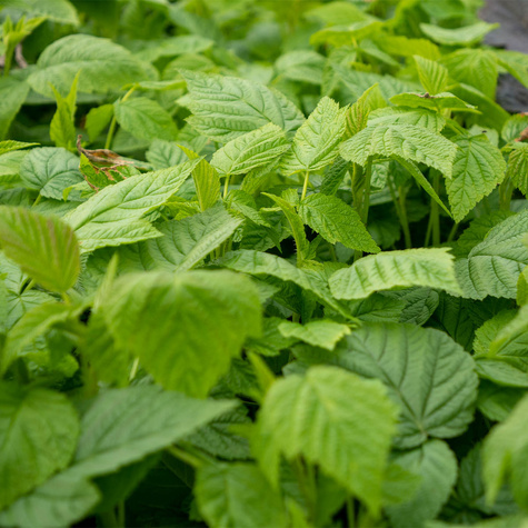 Jeżyna trójbarwna Tricolor