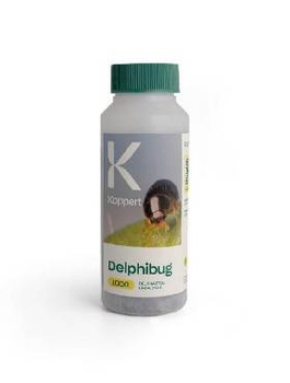 DELPHI BUG 1000 drapieżny chrząszcz Delphastus catalinae