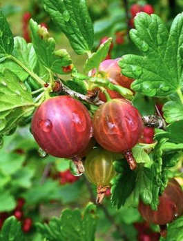 Agrest czerwony Niesłuchowski na pniu Plant Pack