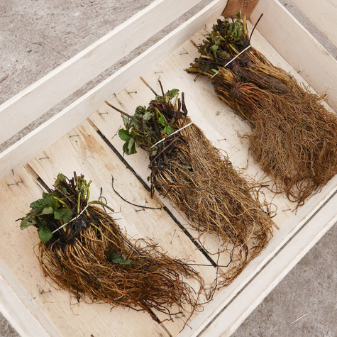 Truskawka KENT śr. wczesna idealna NA NASZ KLIMAT sadzonki truskawek 10 szt