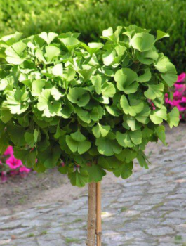 Miłorząb dwuklapowy szczepiony na pniu Pa 60 (C2)