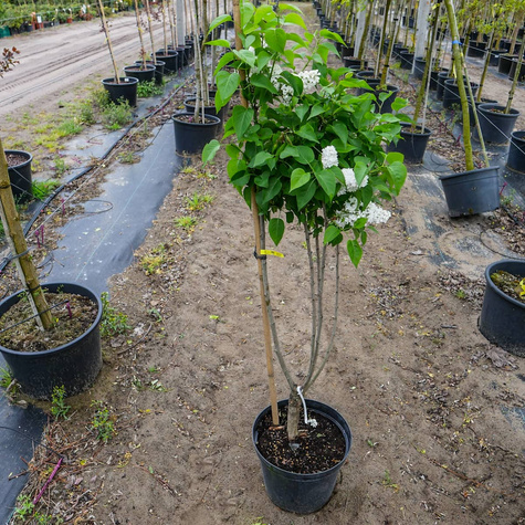 Lilak pospolity Bez Victor Lemoine (C10)