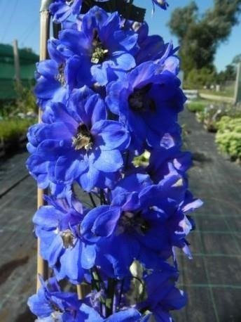 ostróżka ogrodowa Blue Jay (C2)