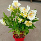 Alstroemeria Valley Girl Lilia inków