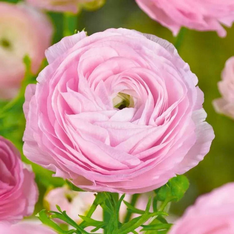 Jaskier azjatycki różowy