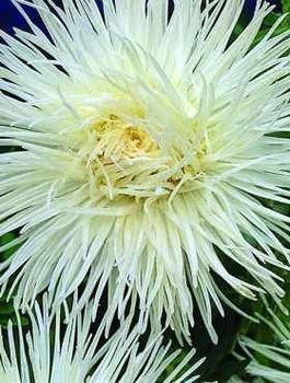 Aster chiński igiełkowy Angora 0,5g