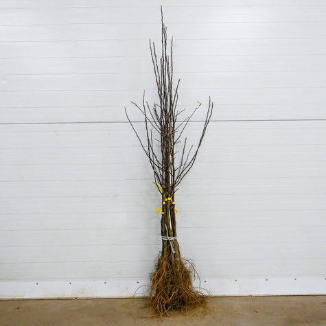 Jabłoń Kandil Sinap Sępka Czubajka Plant Pack