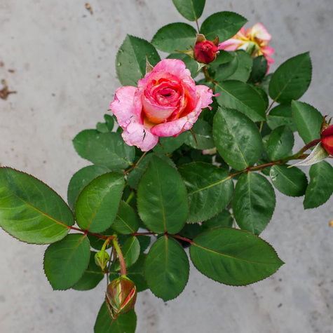 Róża parkowa National Parks Gorgeous (C2) pachnąca