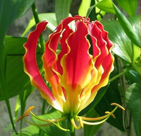 Glorioza Rotszylda Lilia pnąca Lilia chwały czerwono-żółta