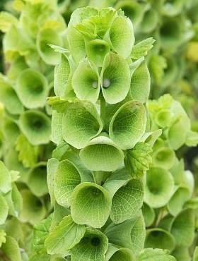 Dzwony Irlandzkie 0,5g