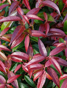 Kiścień japoński Royal Ruby (C2)