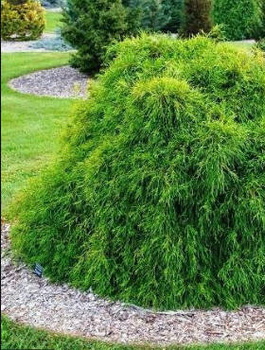 Cyprysik groszkowy Filifera Nana Spagetti