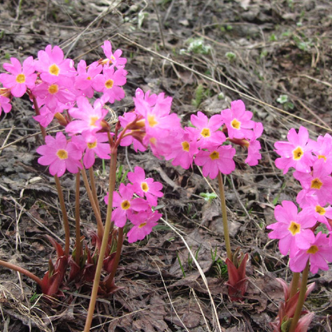 Pierwiosnek różowy (P9)