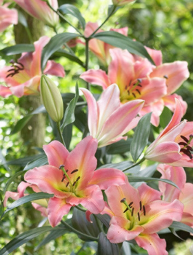 Lilia drzewiasta On Stage łososiowa