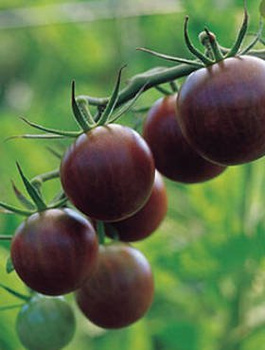 Pomidor gruntowy do pojemników Black Cherry 0,1g koktajlowy