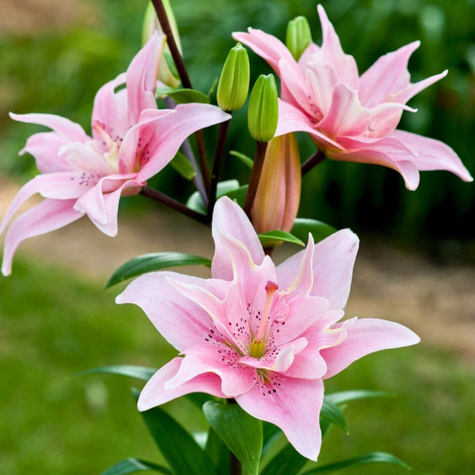 Lilia azjatycka pełna Elodie różowo-biała