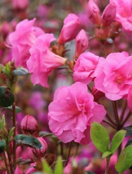 Azalia japońska Babuschka różowa pełna (C2)