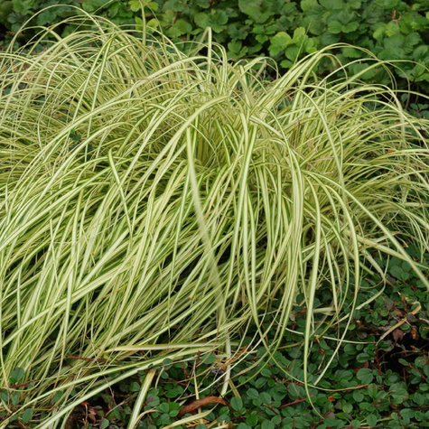 Turzyca oszimska Evergold (C2)