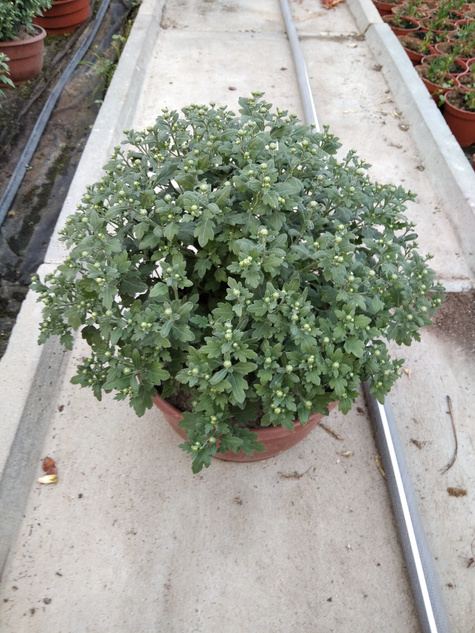 Chryzantema drobnokwiatowa cytrynowa DUŻA DONICA