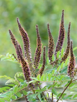 Amfora Amorfa zwyczajna Indygowiec (C2)