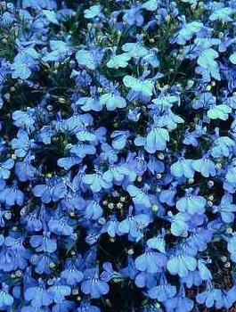 Lobelia przylądkowa Stroiczka niebieska 0,2 g Plantico