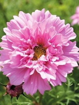 Kosmos Onętek Rose Bonbon 0,5g