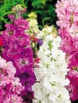 Lewkonia letnia drezdeńska mix 0,5g