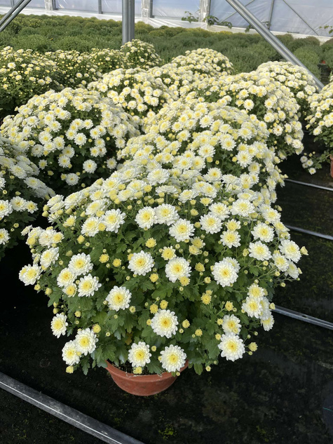 Chryzantema drobnokwiatowa biała DUŻA DONICA