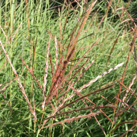 Miskant chiński Ibiza (C2)