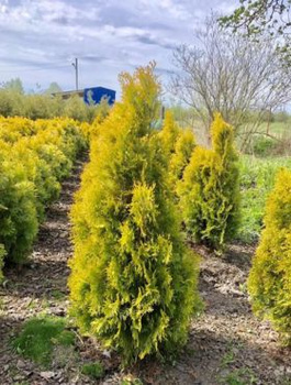Thuja Tuja Żywotnik zachodni Jantar (C5)