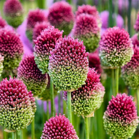 Czosnek ozdobny główkowaty