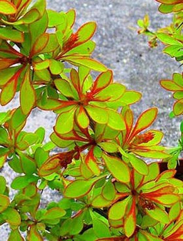 Berberys thunberga Diabolicum (P9)