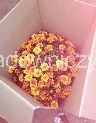 Chryzantema drobnokwiatowa ceglasta (C2) DUŻA ROŚLINA