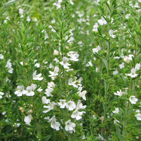 Cząber górski Czubryca Przyprawa (P9)